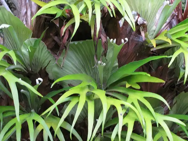 Photo of Platycerium bifurcatum - Close up of Fronds:Forest and Kim Starr