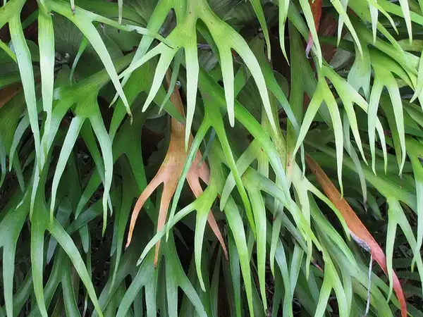 Photo of Platycerium bifurcatum - Fronds:Forest and Kim Starr