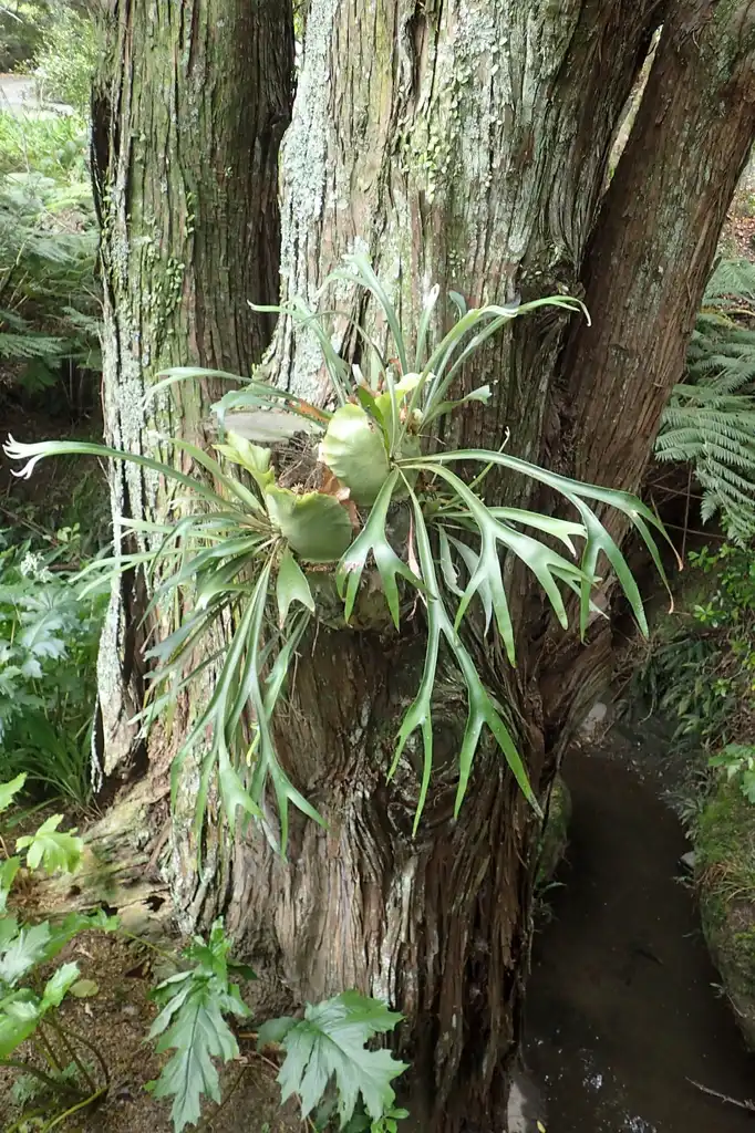 Photo of Platycerium bifurcatum - Form:Krzysztof Ziarnek, Kenraiz