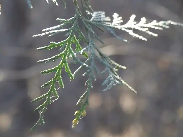 Photo of Platycladus orientalis (Platycladus orientaliss)