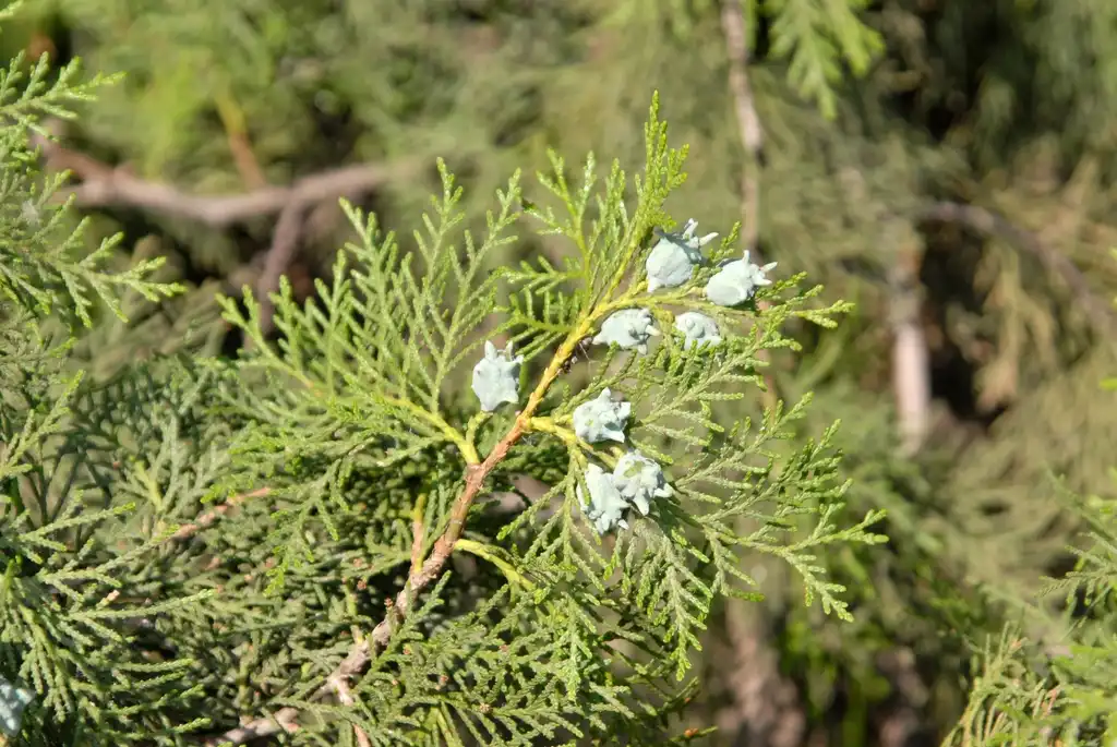 Photo of Platycladus orientalis - Fruit and Leaf:Jim Robbins