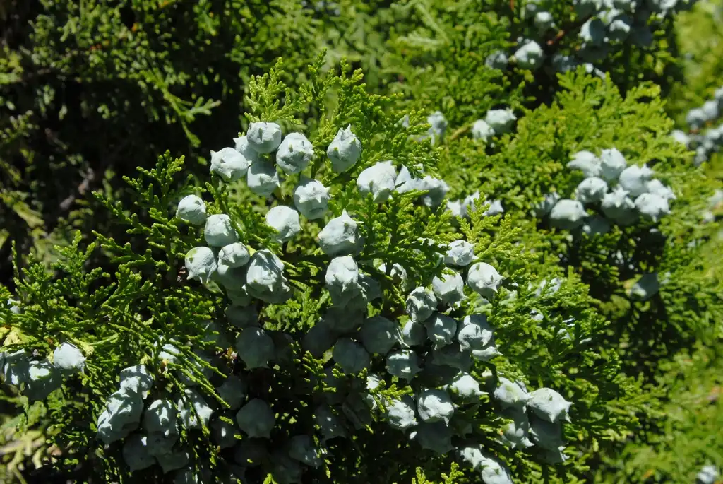 Photo of Platycladus orientalis - Fruit Close-up:Jim Robbins