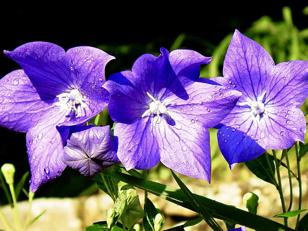 Photo of Platycodon grandiflorus (Platycodon grandifloruss)