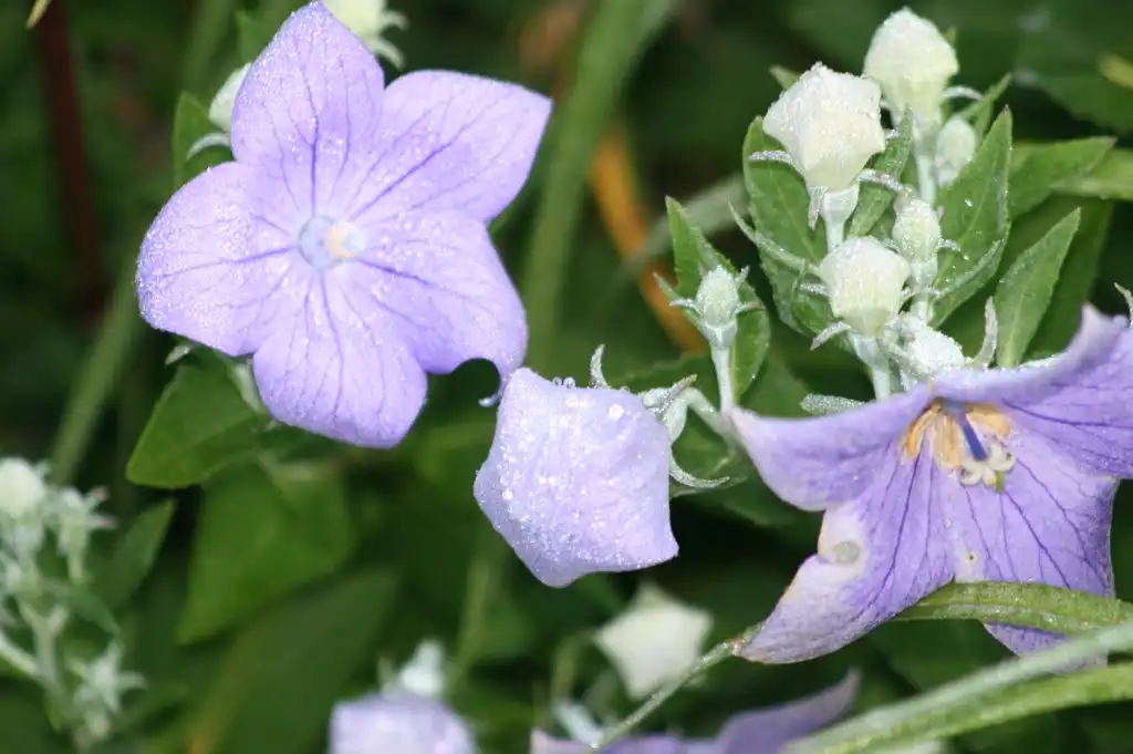 Photo of Platycodon grandiflorus (Platycodon grandifloruss)