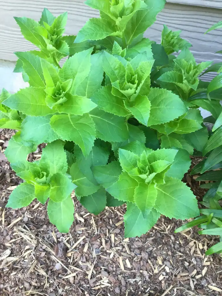 Photo of Platycodon grandiflorus - emerging plant, spring, Durham County, NC:Carol Tierney
