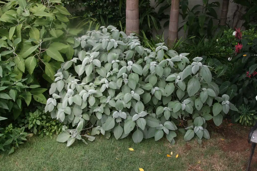 Photo of Plectranthus argentatus (Plectranthus argentatuss)