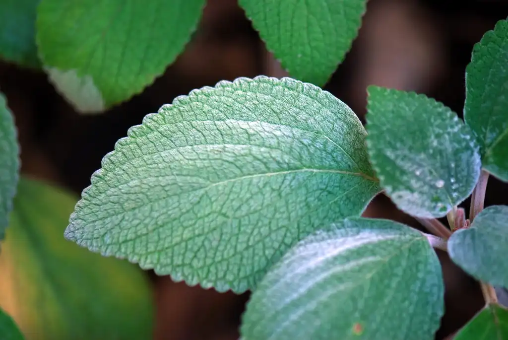 Photo of Plectranthus argentatus (Plectranthus argentatuss)