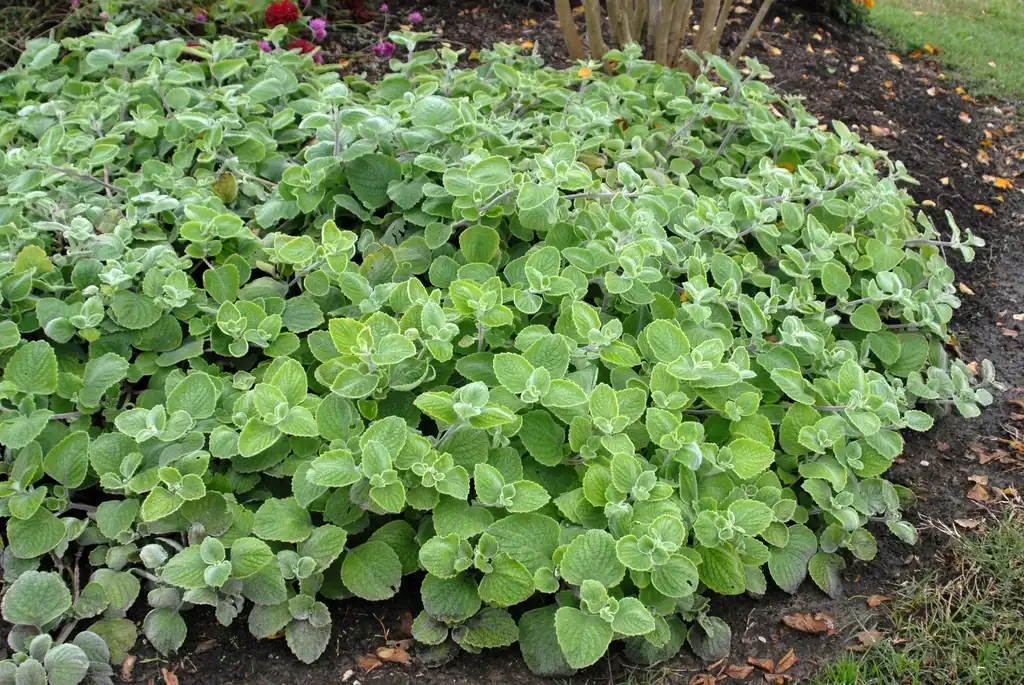 Photo of Plectranthus argentatus - Form in Garden:Jim Robbins