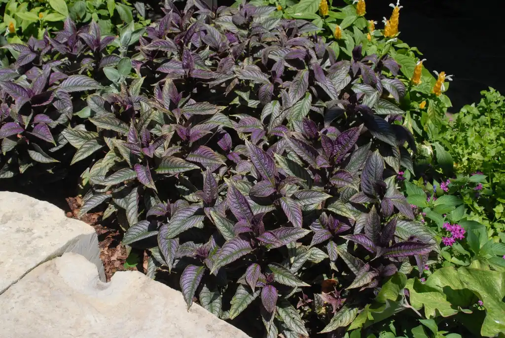 Photo of Plectranthus argentatus - 'Silver Shield' Form:Jim Robbins