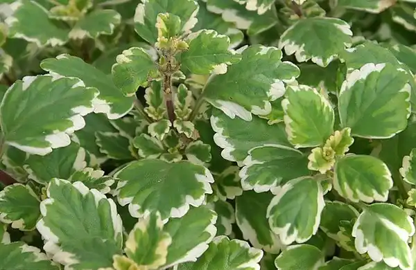 Photo of Plectranthus forsteri 'Marginatus' (Plectranthus forsteri 'Marginatus's)
