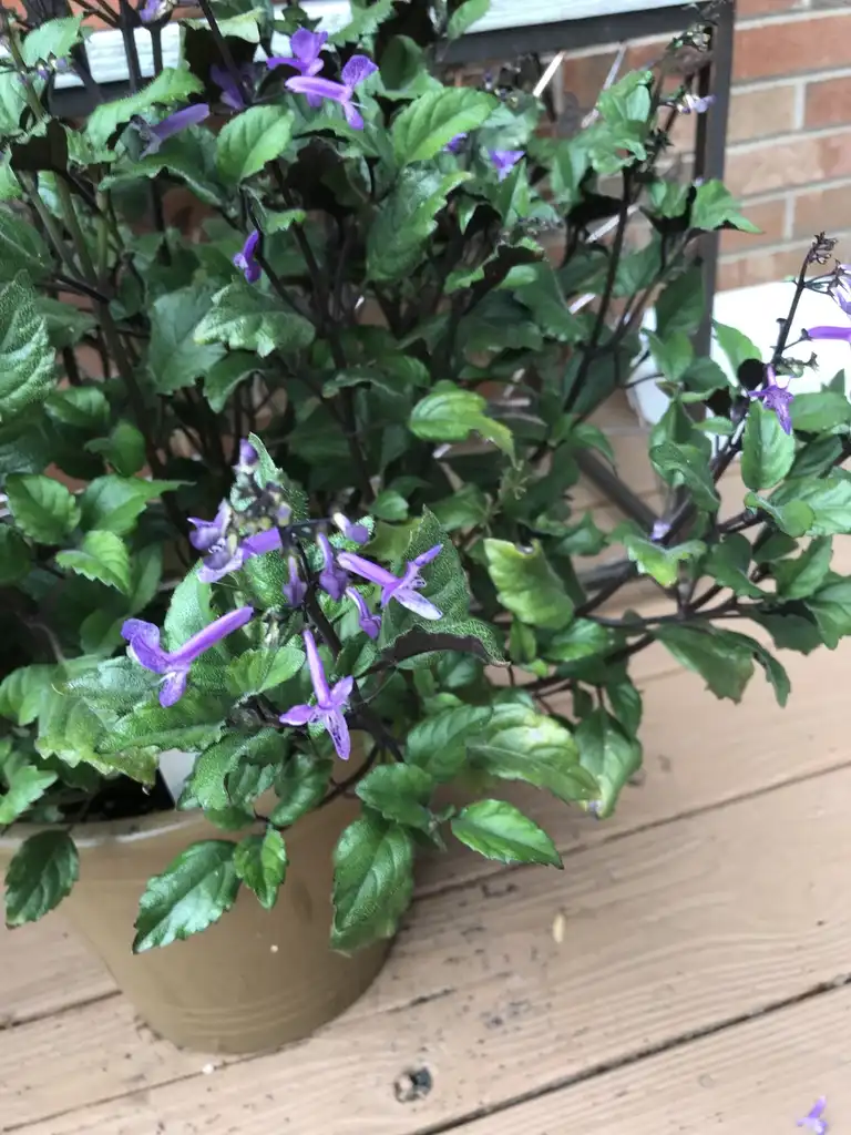 Photo of Plectranthus 'Mona Lavender' (Plectranthus 'Mona Lavender's)
