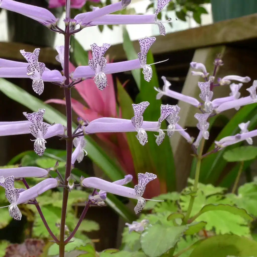 Photo of Plectranthus 'Mona Lavender' (Plectranthus 'Mona Lavender's)
