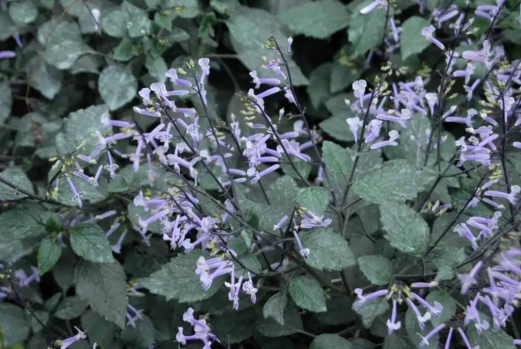 Photo of Plectranthus 'Mona Lavender' - Flower and Leaves:Jim Robbins