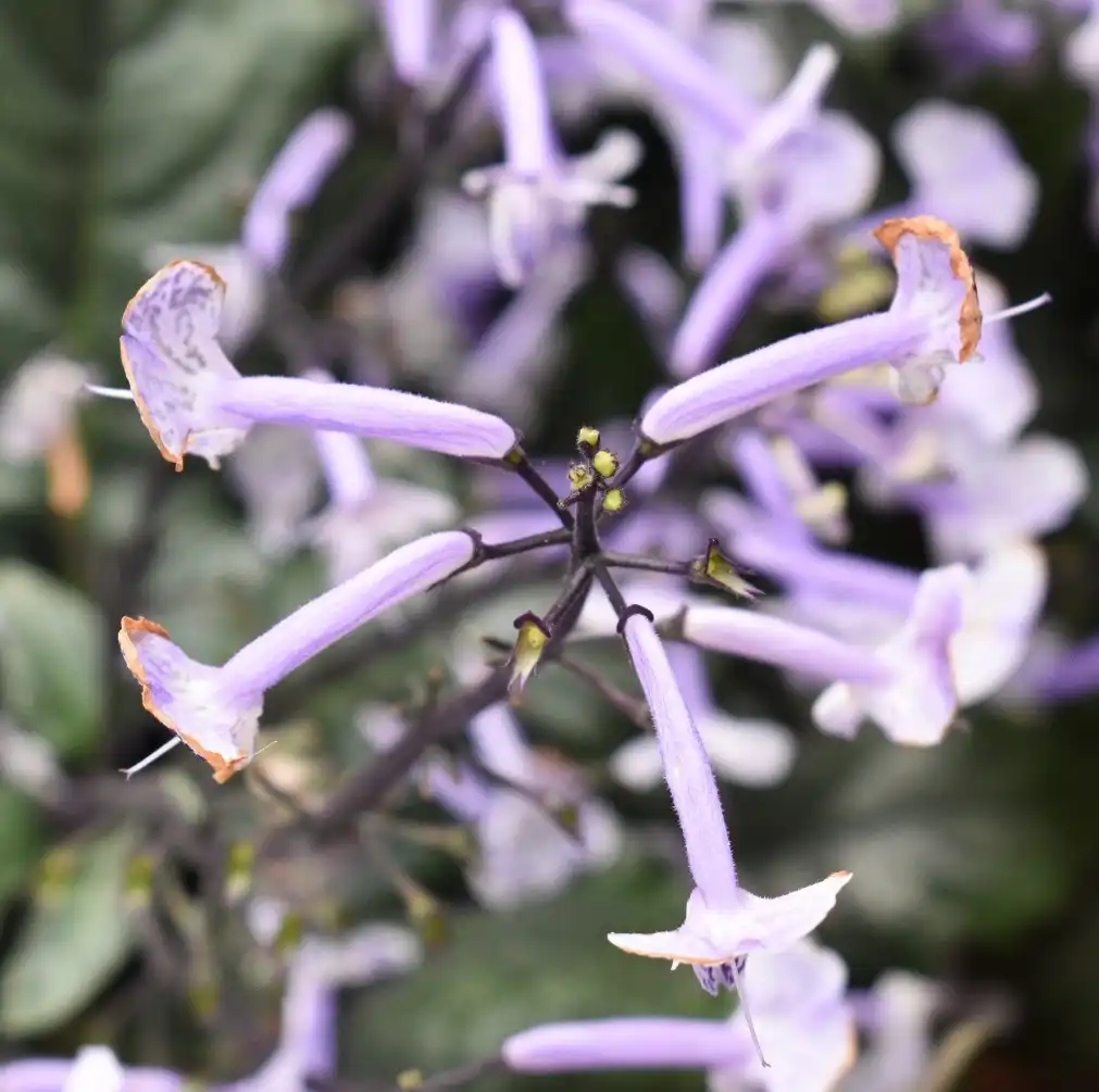 Photo of Plectranthus 'Mona Lavender' - Flower Pods (Warren County,NC):Cathy Dewitt