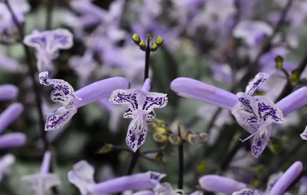 Photo of Plectranthus 'Mona Lavender' - Inside Flower (Warren County, NC):Cathy Dewitt