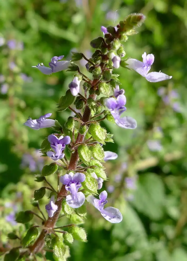 Фото Plectranthus parviflorus (Plectranthus parvifloruss)
