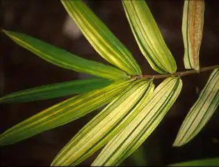 Photo of Pleioblastus viridistriatus (Pleioblastus viridistriatuss)