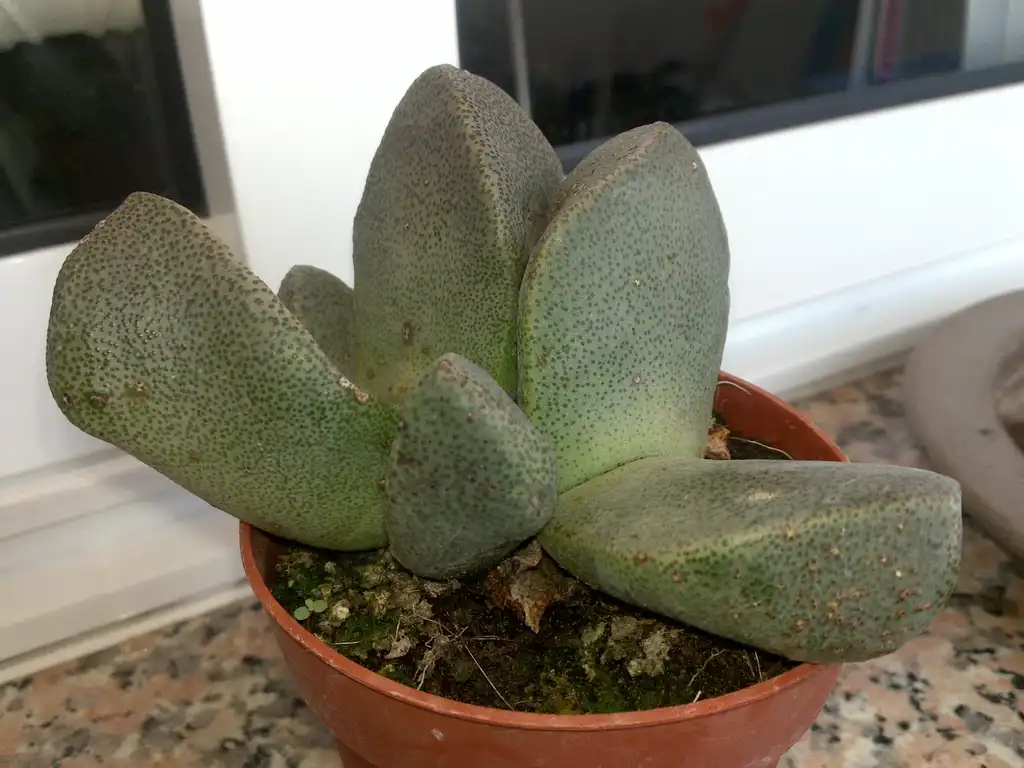 Foto de Pleiospilos bolusii (Pleiospilos bolusiis)
