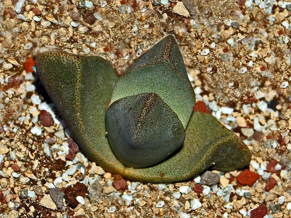 Foto de Pleiospilos bolusii (Pleiospilos bolusiis)