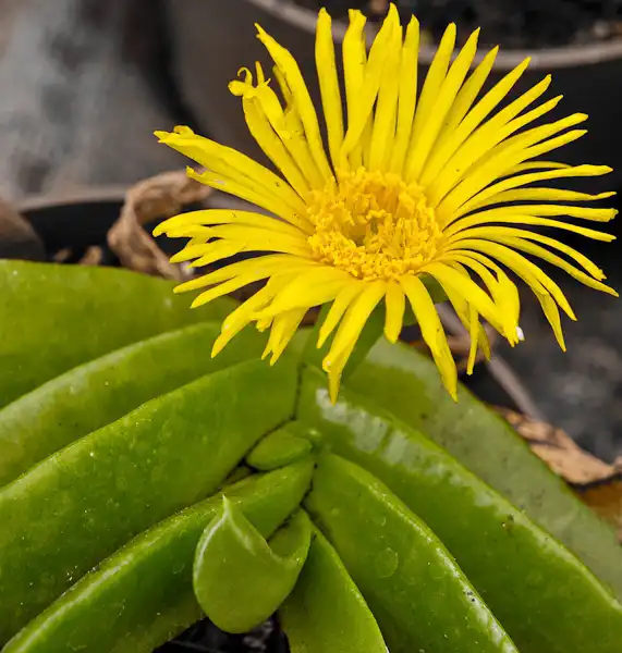 Foto de Pleiospilos bolusii - Flower:lubasi