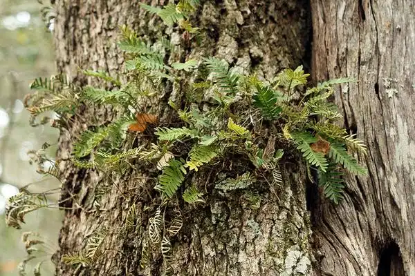 Foto de Pleopeltis polypodioides (Pleopeltis polypodioidess)