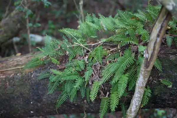 Foto de Pleopeltis polypodioides (Pleopeltis polypodioidess)