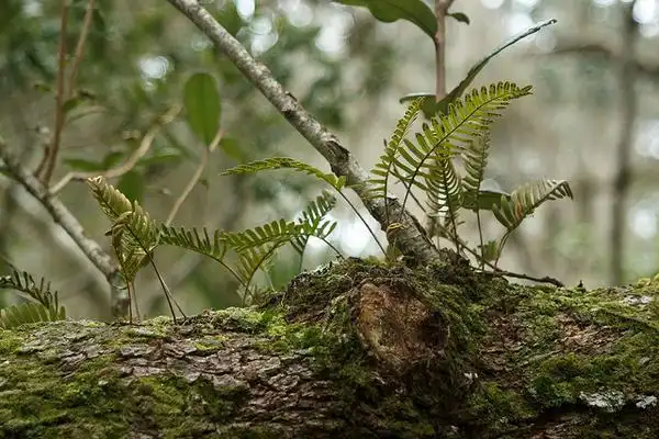 Foto de Pleopeltis polypodioides - On a log:Tom Potterfield