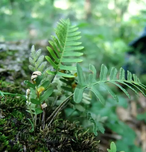 Foto de Pleopeltis polypodioides - Fronds:zen Sutherland
