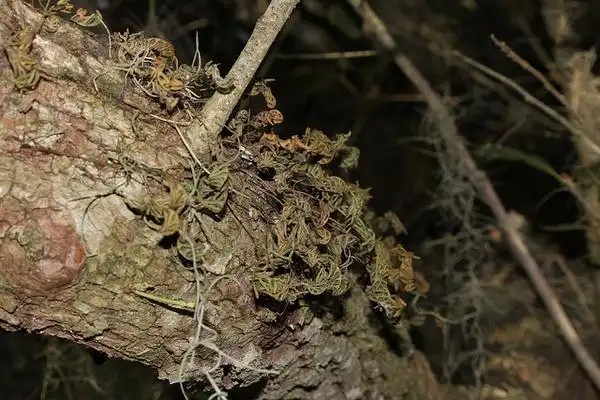 Foto de Pleopeltis polypodioides - Growing on a tree:stevenw12339