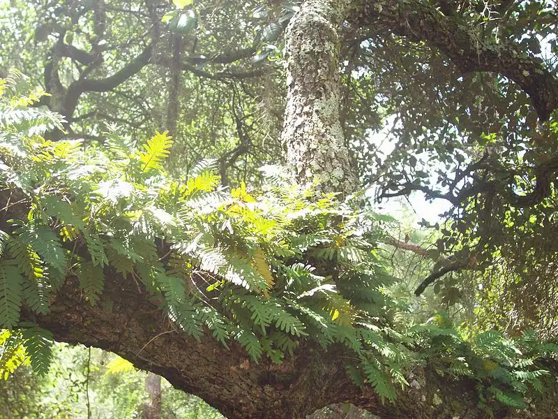 Foto de Pleopeltis polypodioides - growing on tree:SunshinestateOfMind