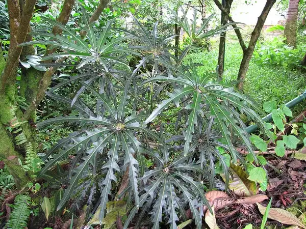 Фото Plerandra elegantissima (Plerandra elegantissimas)