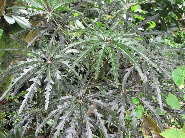 Фото Plerandra elegantissima (Plerandra elegantissimas)