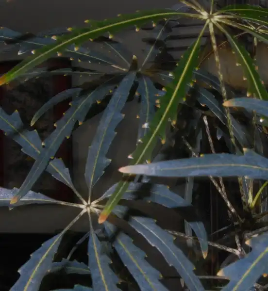 Фото Plerandra elegantissima - Leaves:Jackie Finn-Irwin