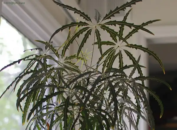 Фото Plerandra elegantissima - Form:Jackie Finn-Irwin
