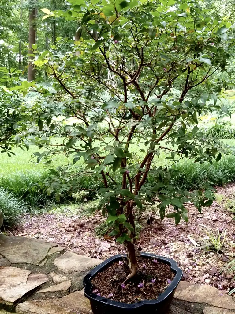Photo of Plinia cauliflora (Plinia caulifloras)