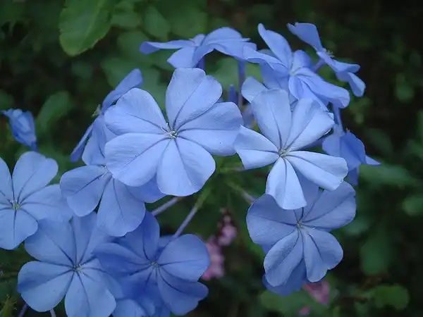 Фото Plumbago auriculata (Plumbago auriculatas)