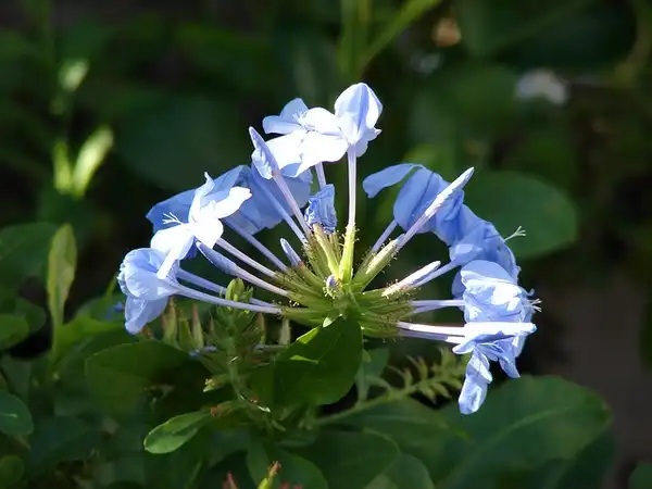 Фото Plumbago auriculata (Plumbago auriculatas)