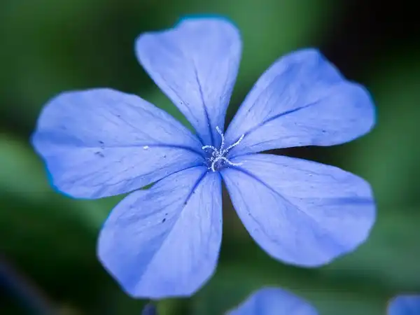 Фото Plumbago auriculata - Plumbago auriculata:Daniel Linares