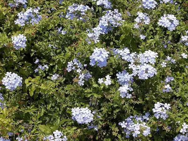 Фото Plumbago auriculata - Plumbago auriculata:Carl Lewis