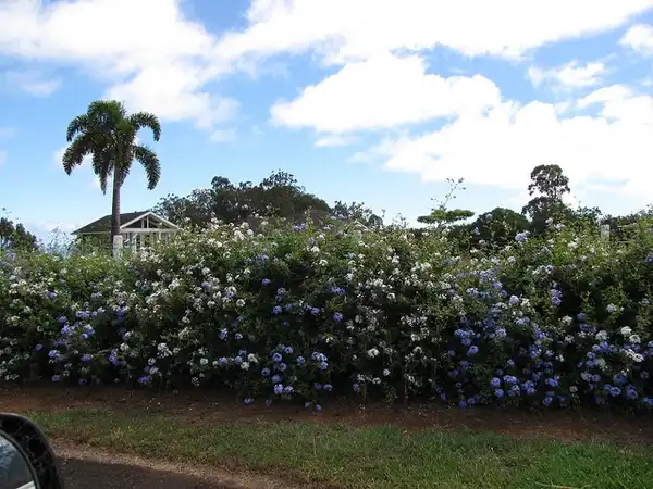 Фото Plumbago auriculata - Example of use as shrubs:Forest and Kim Starr