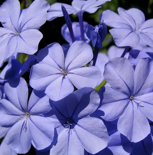 Фото Plumbago auriculata - Cluster of flowers:David Midgley