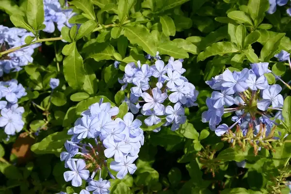 Фото Plumbago auriculata - Clusters of flowers:Dawn Easterday