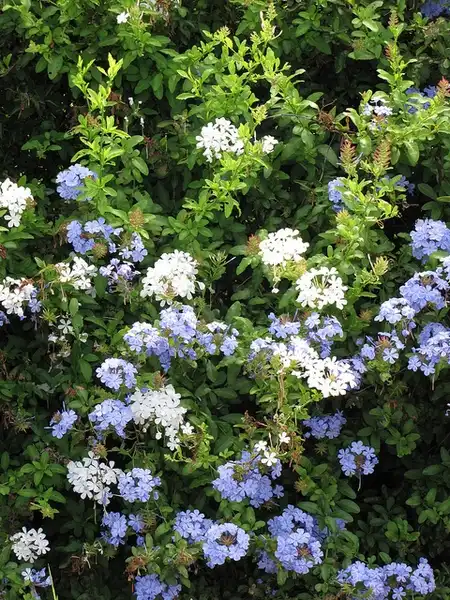 Фото Plumbago auriculata - White and blue varieties:Forest and Kim Starr