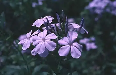 Photo of Plumbago (Plumbagos)