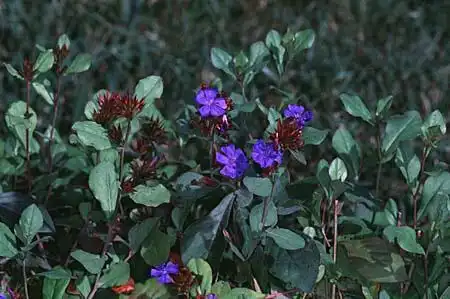 Photo of Plumbago (Plumbagos)