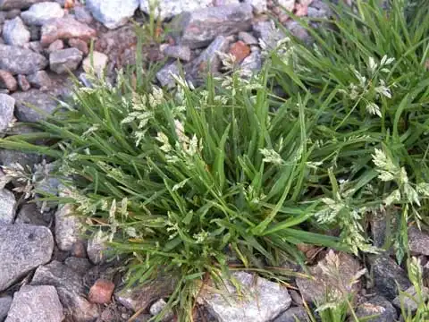 Photo of Poa annua (Poa annuas)