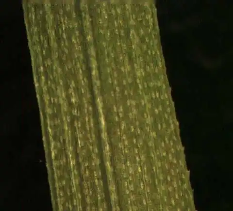 Photo of Poa annua (Poa annuas)