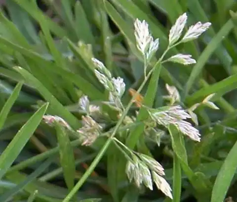 Photo of Poa annua - Infloresence:J. Neal