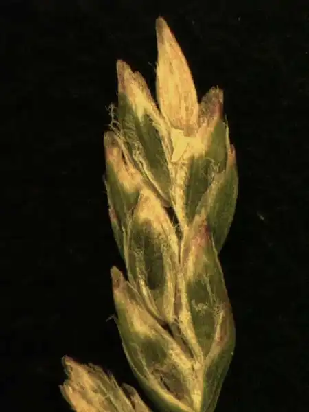 Photo of Poa annua - Spikelets:Alexander Krings