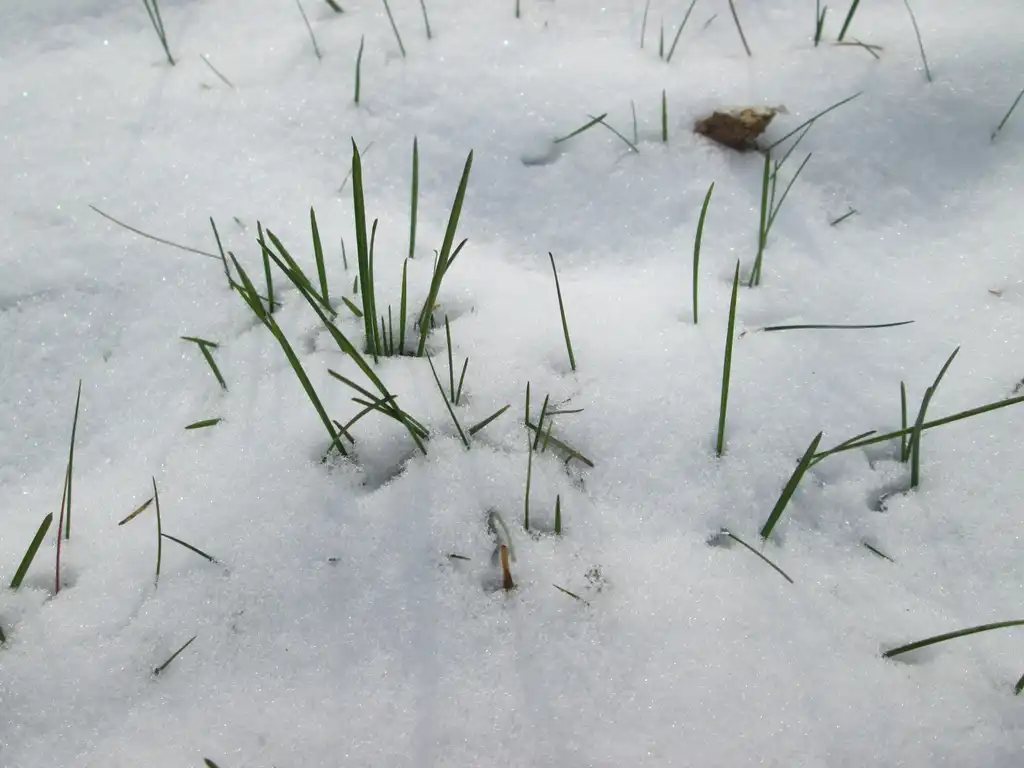 Photo of Poa annua - Poa annua in snow:Andreas Rockstein
